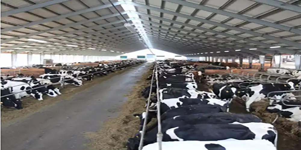 Cow Barn (Steel Structure)