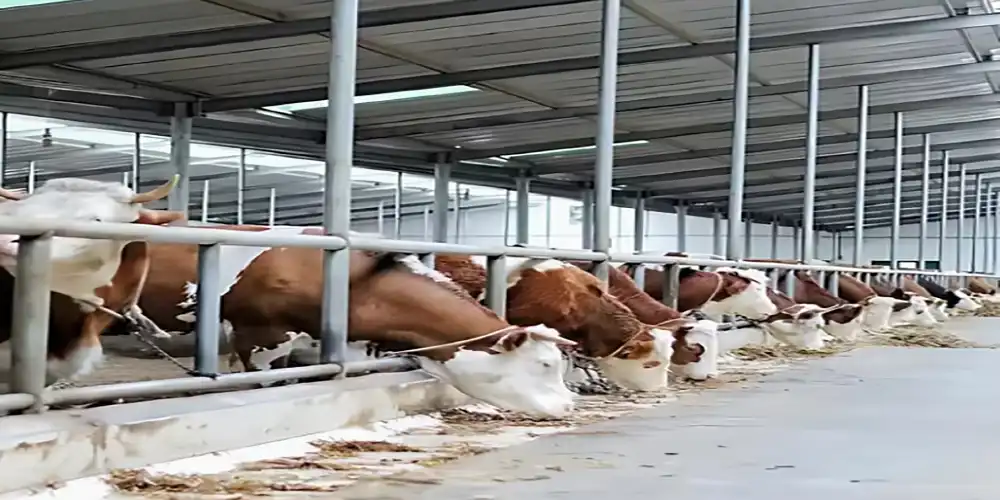 Cattle shed prefabricated