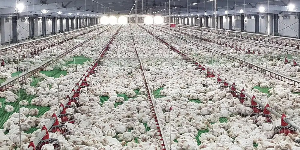 Poultry farm building Poultry farm building