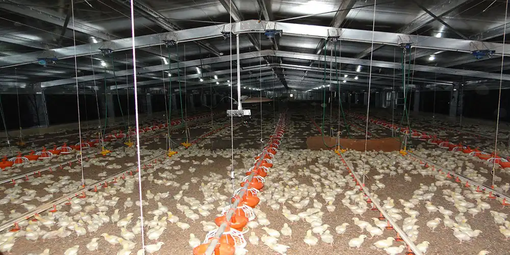 Poultry farm ventilation system for steel buildings Poultry farm ventilation system for steel buildings